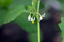 eastern black nightshade