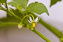 eastern black nightshade