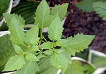 eastern black nightshade