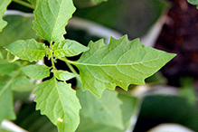 eastern black nightshade