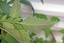 eastern black nightshade