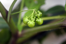 eastern black nightshade