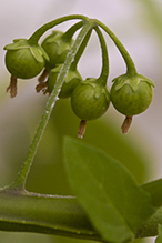 eastern black nightshade