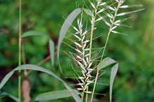 eastern bottlebrush grass