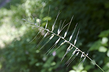 eastern bottlebrush grass