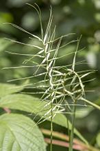 eastern bottlebrush grass (var. hystrix)