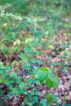 eastern prickly gooseberry