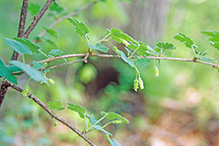 eastern prickly gooseberry