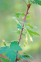 eastern prickly gooseberry