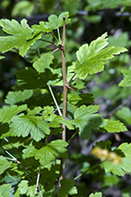 eastern prickly gooseberry