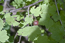 eastern prickly gooseberry