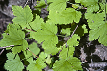 eastern prickly gooseberry