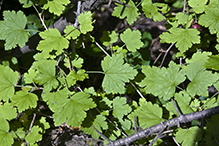 eastern prickly gooseberry