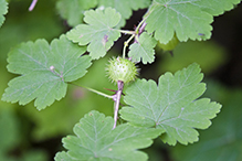 eastern prickly gooseberry