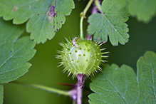 eastern prickly gooseberry