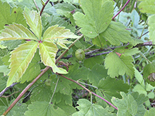 eastern prickly gooseberry