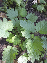 eastern prickly gooseberry