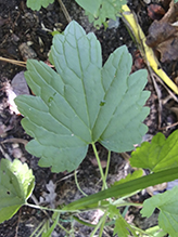 eastern prickly gooseberry