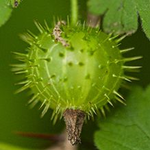 eastern prickly gooseberry