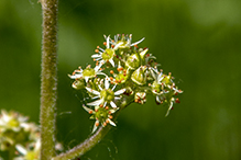 eastern swamp saxifrage