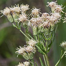 false boneset