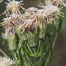 false boneset