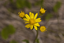 falsegold groundsel