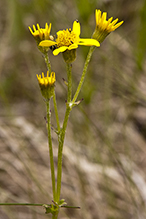 falsegold groundsel