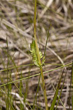 falsegold groundsel