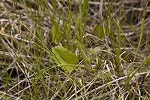 falsegold groundsel