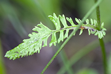 falsegold groundsel