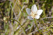 fen grass of Parnassus