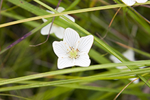 fen grass of Parnassus