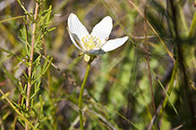 fen grass of Parnassus