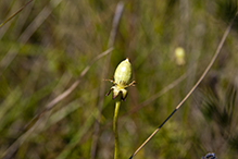 fen grass of Parnassus