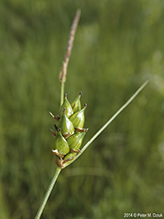 few-seeded sedge