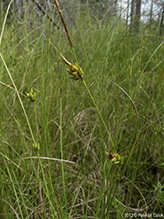 few-seeded sedge