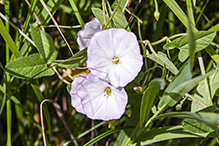 field bindweed