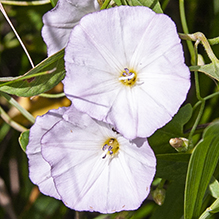 field bindweed