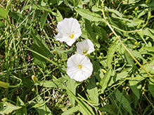field bindweed