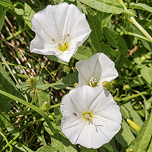 field bindweed