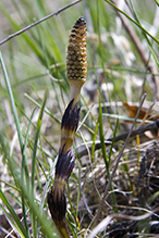 field horsetail
