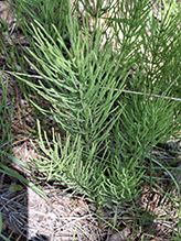 field horsetail
