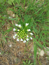 field pennycress
