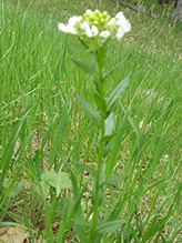 field pennycress