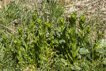 field pennycress