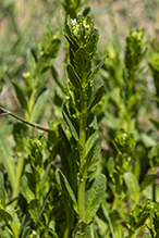 field pennycress
