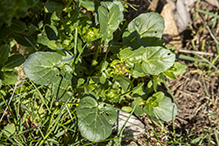 field pennycress