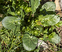 field pennycress