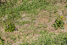 field pennycress